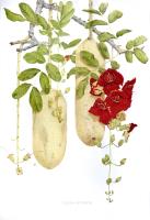 Sausage tree